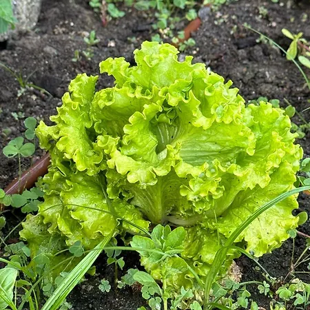 Homestay szállás #4 Ramalde Charming House Porto