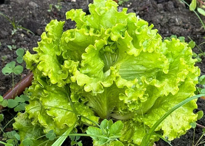 Δωμάτια σε οικογενειακή κατοικία #4 Ramalde Charming House Πόρτο